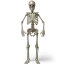 Standing Skeleton Icon 64x64 png